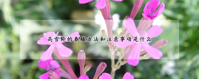 高雪輪的養(yǎng)殖方法和注意事項(xiàng)是什么