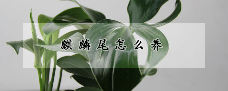 麒麟尾怎么養(yǎng)