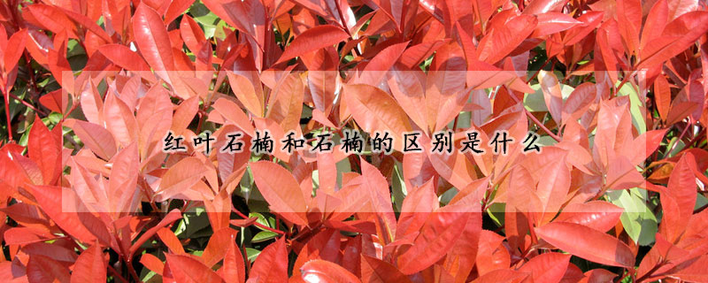 紅葉石楠和石楠的區別是什么