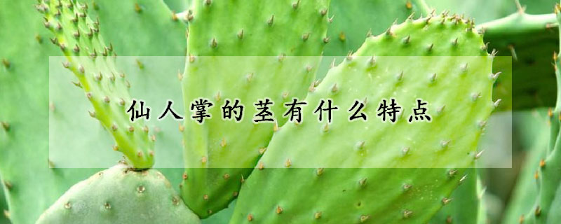 仙人掌的莖有什么特點(diǎn)