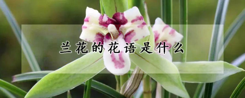 蘭花的花語(yǔ)是什么