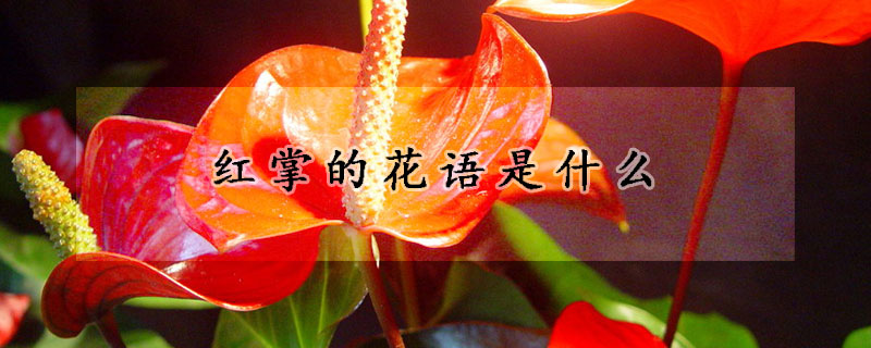 紅掌的花語(yǔ)是什么