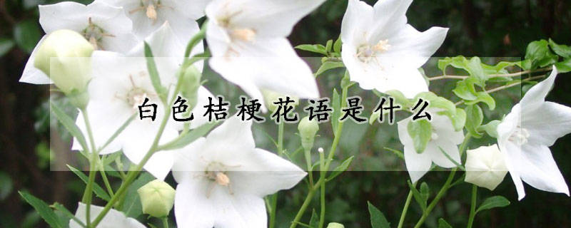 白色桔梗花語(yǔ)是什么