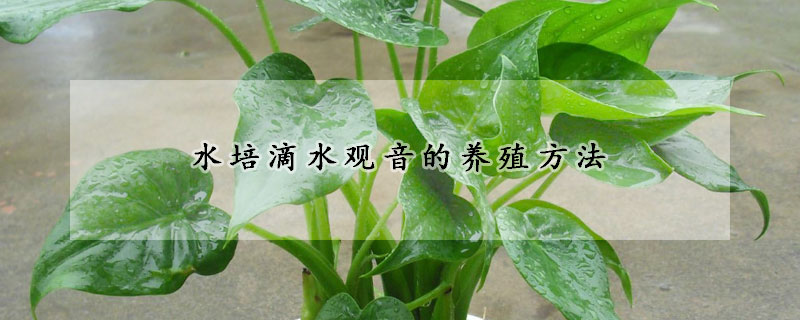 水培滴水觀音的養(yǎng)殖方法