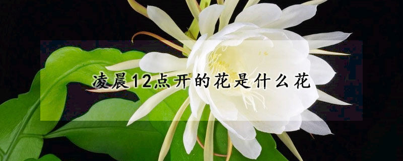 凌晨12點(diǎn)開(kāi)的花是什么花