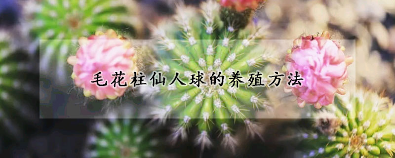 毛花柱仙人球的養殖方法