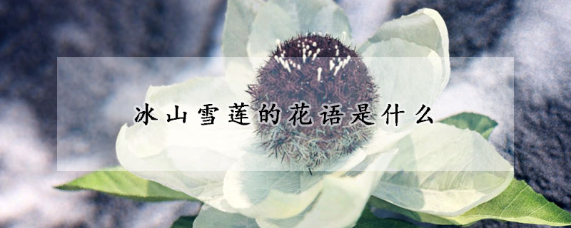 冰山雪蓮的花語是什么