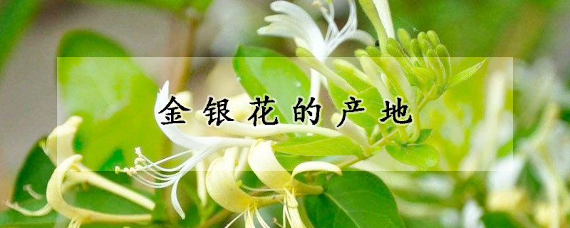 金銀花的產(chǎn)地