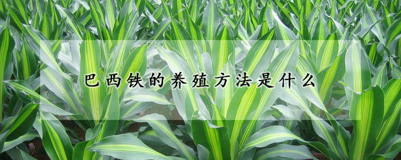 巴西鐵的養(yǎng)殖方法是什么