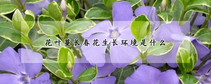 花葉蔓長春花生長環境是什么