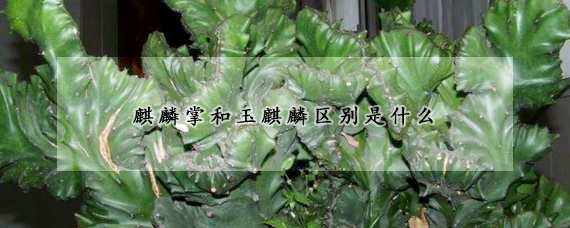 麒麟掌和玉麒麟區別是什么