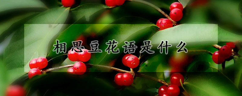 相思豆花語(yǔ)是什么