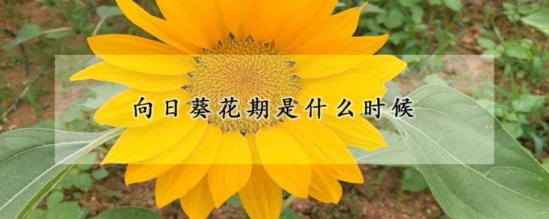 向日葵花期是什么時(shí)候