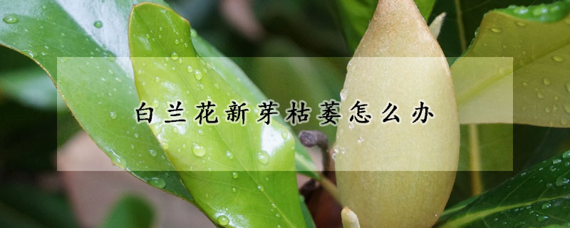 白蘭花新芽枯萎怎么辦