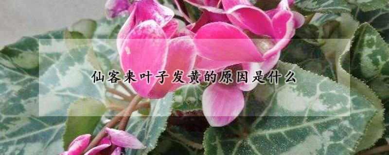 仙客來葉子發(fā)黃的原因是什么