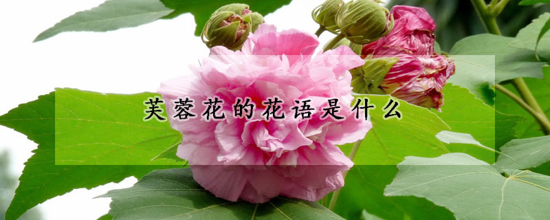 芙蓉花的花語是什么