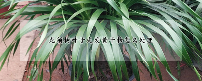 龍須樹葉子尖發黃干枯怎么處理