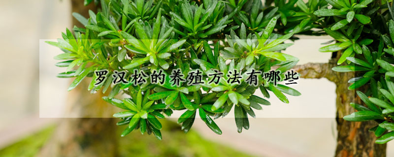 羅漢松的養(yǎng)殖方法有哪些