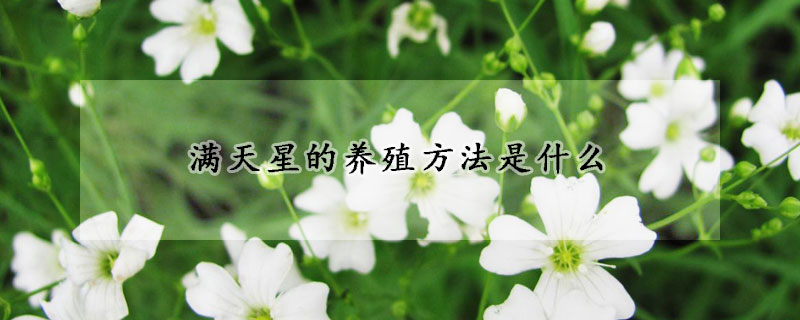 滿天星的養(yǎng)殖方法是什么