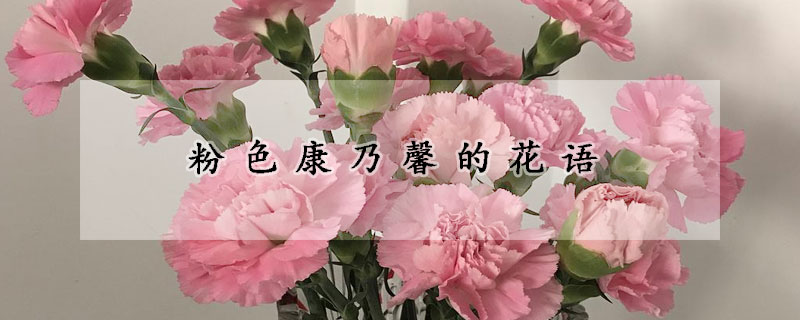 粉色康乃馨的花語(yǔ)