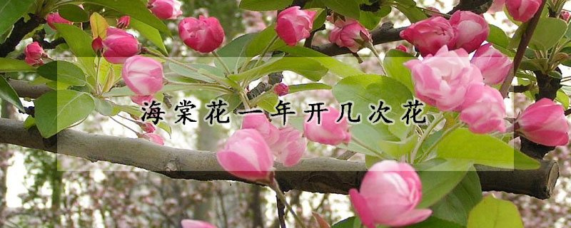 海棠花一年開幾次花