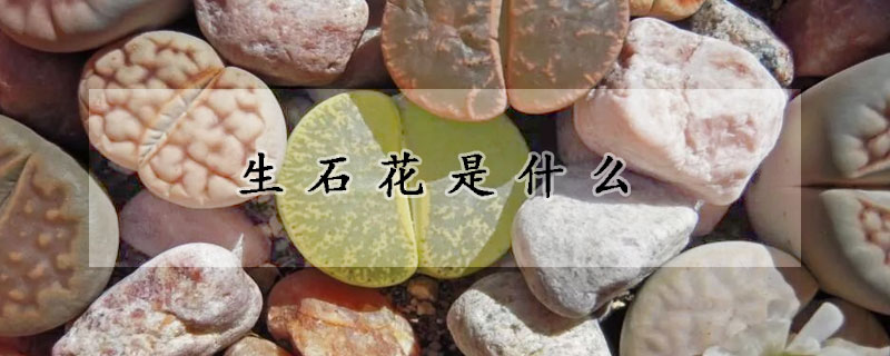 生石花是什么