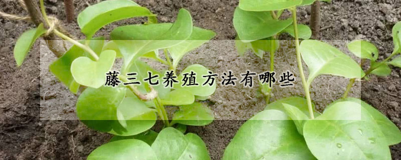 藤三七養(yǎng)殖方法有哪些