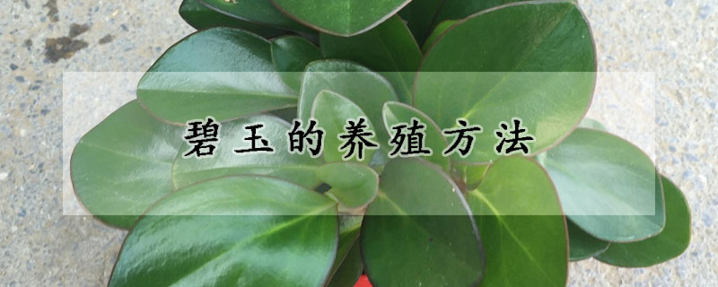 碧玉的養(yǎng)殖方法