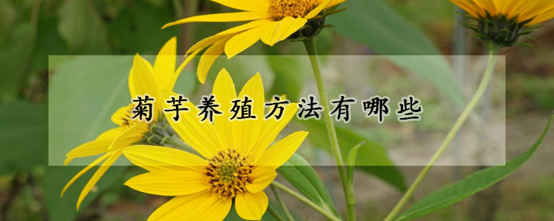 菊芋養(yǎng)殖方法有哪些