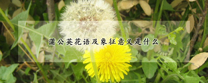 蒲公英花語及象征意義是什么