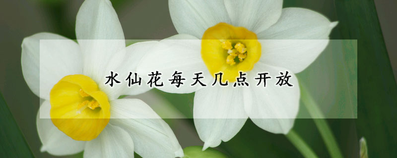 水仙花每天幾點(diǎn)開放