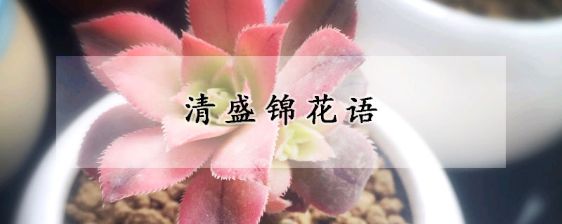 清盛錦花語