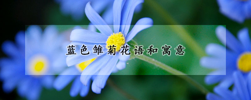 藍(lán)色雛菊花語和寓意