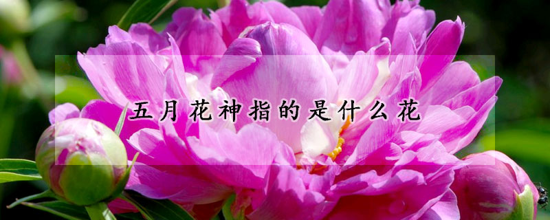 五月花神指的是什么花