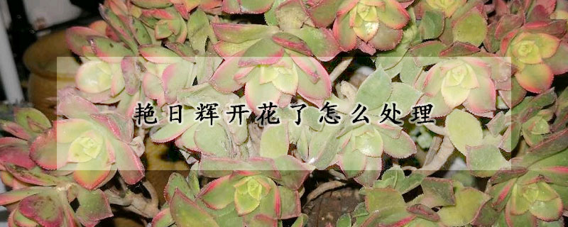 艷日輝開花了怎么處理