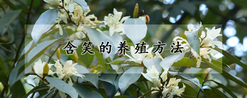 含笑的養(yǎng)殖方法