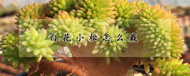 白花小松怎么栽