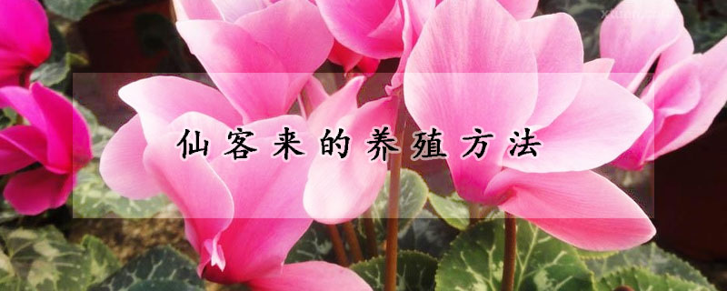 仙客來(lái)的養(yǎng)殖方法