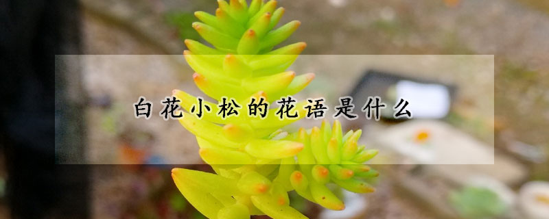 白花小松的花語是什么