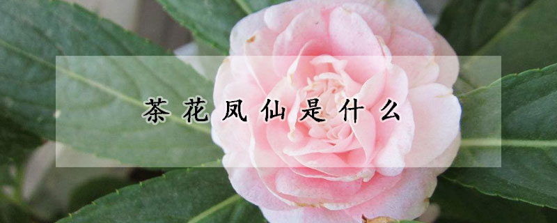 茶花鳳仙是什么