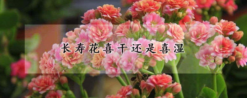 長壽花喜干還是喜濕