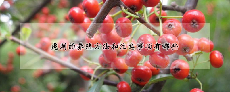 虎刺的養(yǎng)殖方法和注意事項(xiàng)有哪些