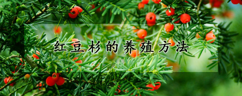 紅豆杉的養(yǎng)殖方法