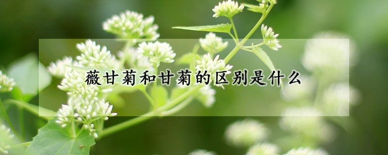 薇甘菊和甘菊的區別是什么