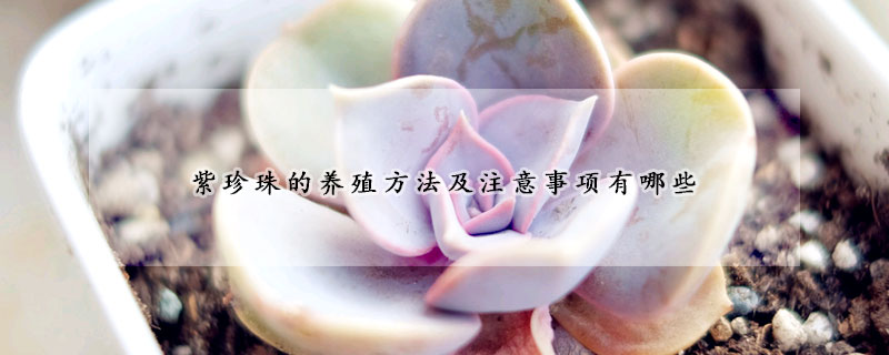 紫珍珠的養(yǎng)殖方法及注意事項有哪些