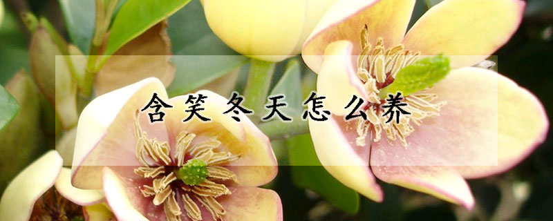 含笑冬天怎么養(yǎng)