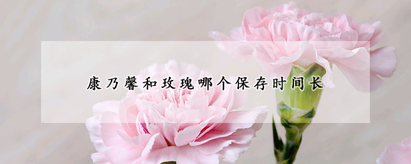 康乃馨和玫瑰哪個(gè)保存時(shí)間長(zhǎng)