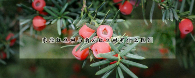 東北紅豆杉與南方紅豆杉有什么區(qū)別