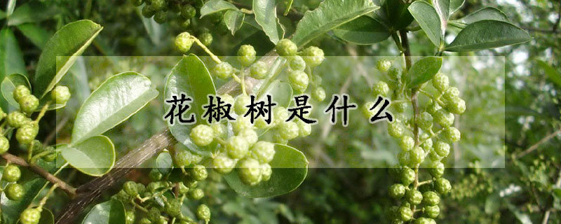 花椒樹是什么