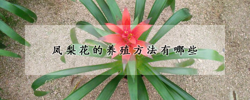 鳳梨花的養(yǎng)殖方法有哪些